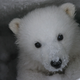 A baby polar bear.
